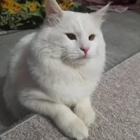 گربه سفید پرشین جنسیت نر