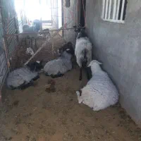 چهارعدد بره رومانوف و یک عدد لاکن نر|حیوانات مزرعه|تهران, افسریه شمالی|دیوار