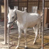 اسب عرب یکسر|اسب و تجهیزات اسب‌سواری|شهریار, اسکمان|دیوار