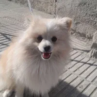 پامر|سگ|بومهن, |دیوار