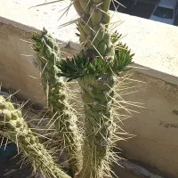 کاکتوس