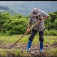 کارگر کشاورزی دائمی با بیمه و امکانات