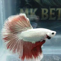 فروش ماهی فایتر هالفمون وارداتی|ماهی|تهران, سلسبیل جنوبی|دیوار