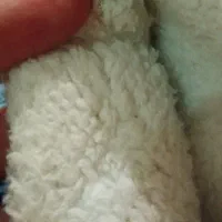 پاپوش|لباس|کرمانشاه, |دیوار