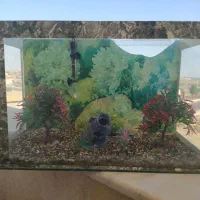 آکواریوم ماهی سایز بزرگ|ماهی|کنارک, |دیوار