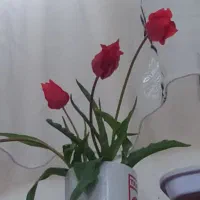 آماده همکاری