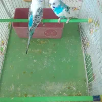 مرغ عشق|پرنده|قرچک, مهدیه|دیوار