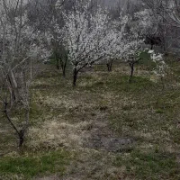 خدمات باغداری حرفه ای