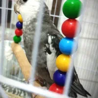 عروس هلندی جفت|پرنده|مشهد, شهرک مطهری|دیوار