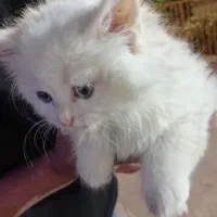 گربه پرشین اسکاتیش|گربه|اشکذر, |دیوار