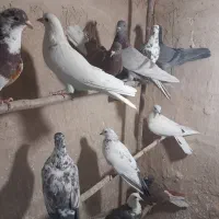 کبوتر پرشی|پرنده|قم, کیوانفر|دیوار