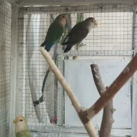 طوطی برزیلی رنگ های خاص دوماده و یک نر|پرنده|برازجان, |دیوار