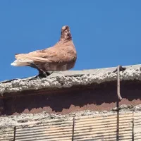 دم‌سفید