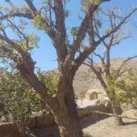 خرید و برش درختان در محل