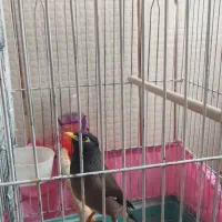 مرغ مینا|پرنده|مرودشت, ابوذر شمالی‎|دیوار