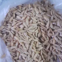 جوسهندبذری