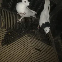 کبوتر فروشی