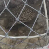 بلدرچین محلی معاوضه با نوک قنار و تیدی کبوتر