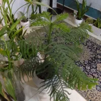 گل کاج مطبق ۵ طبقه ۳ساله دارای گلدون سرامیکی|گل و گیاه طبیعی|رشت, جهاد|دیوار