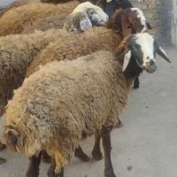 بره ماده افشاری پایه قوچ