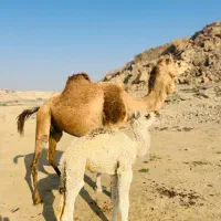 شتر|حیوانات مزرعه|قشم, |دیوار