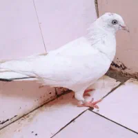ساعت سالم... کبوتر پرشی دونه ۲۰۰
