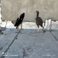 مرغ خروس|حیوانات مزرعه|چالدران, |دیوار