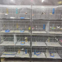 جوجه پارسون|پرنده|ری, دولت‌آباد|دیوار