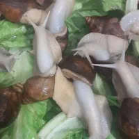 حلزون طبی