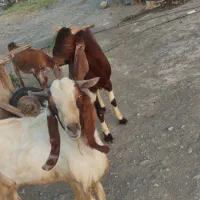 نری