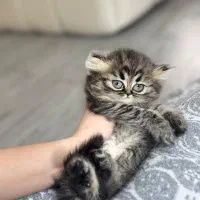 اسکاتیش لانگ هیر