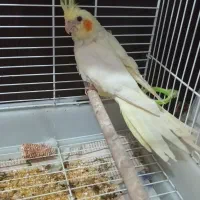 عروس هلندی