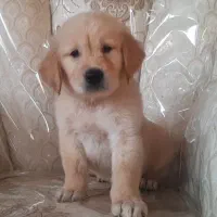 گلدن رتریور|سگ|تهران, پردیسان|دیوار