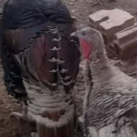 بوقلمون  بزرگ