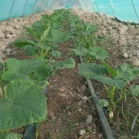 خدمات باغ بانی