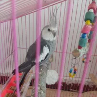 عروس سخنگو کاملاً آوازخان