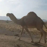 لوک داشتی|حیوانات مزرعه|جره و بالاده, |دیوار