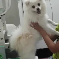 پامرانین کوچولو|سگ|پارسآباد, |دیوار