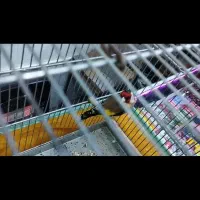 سهره ۲ خال حلب|پرنده|تهران, تولید دارو|دیوار