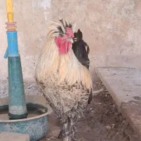 یک جفت سلطان و جوجه سلطان|حیوانات مزرعه|قم, انسجام|دیوار