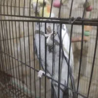 عروس هلندی جفت