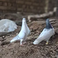 کفتر.سیاهپوش.بدرنگ سوسنی.شصتی