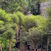 فروش گل آکوبا و عبایی و پای مورت|گل و گیاه طبیعی|کلاچای, |دیوار