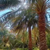 باغ کشاورزی