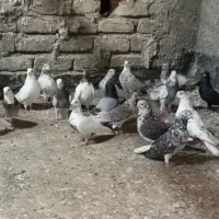 کبوترپرشتی