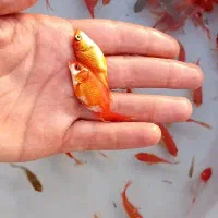 ماهی قرمز و کالیکو