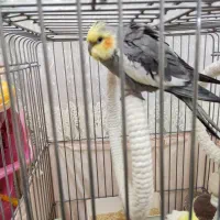 دو عدد نر عروس هلندی|پرنده|تهران, ستارخان|دیوار