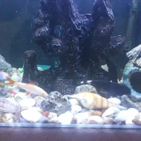 آکواریوم|ماهی|ایلام, |دیوار