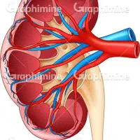مرکب د س ک سنگ(حکیم)سنگ شکن کلیه