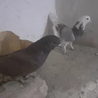 کبوترفروشی|پرنده|خاش, |دیوار